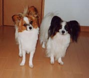 �s�N�V�[�������